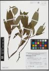 Foto von Salix alba L. x Salix fragilis L.